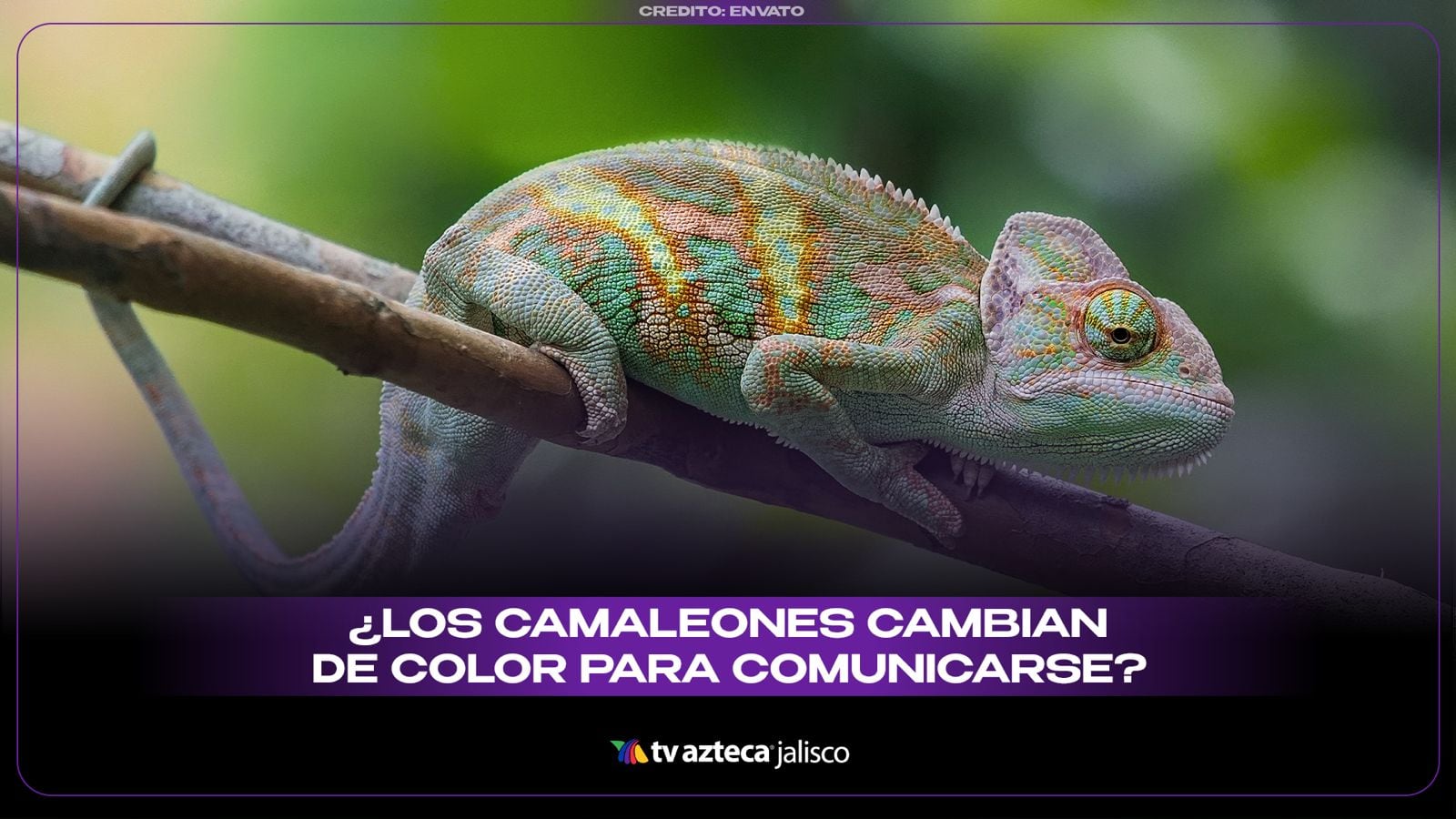 ¡No es para esconderse! La verdadera razón por la que los camaleones cambian de color