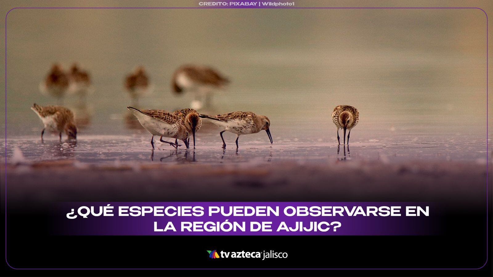 ¿Qué especies pueden observarse en Ajijic?
