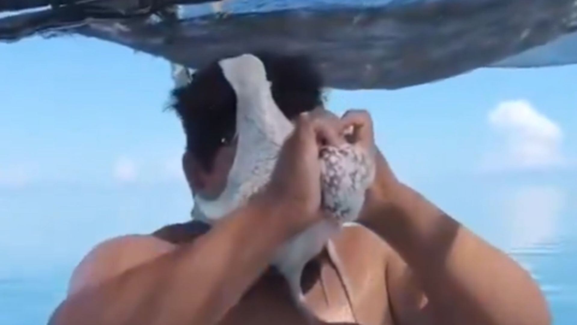 VIDEO | Pulpo se aferra al rostro de un pescador y desata momentos de tensión