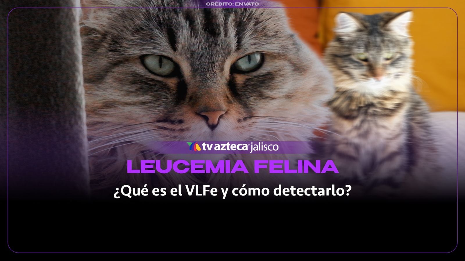 ¡ALERTA FELINA! La enfermedad silenciosa que amenaza a tu gato: Qué es el VLFe y cómo detectarlo a tiempo