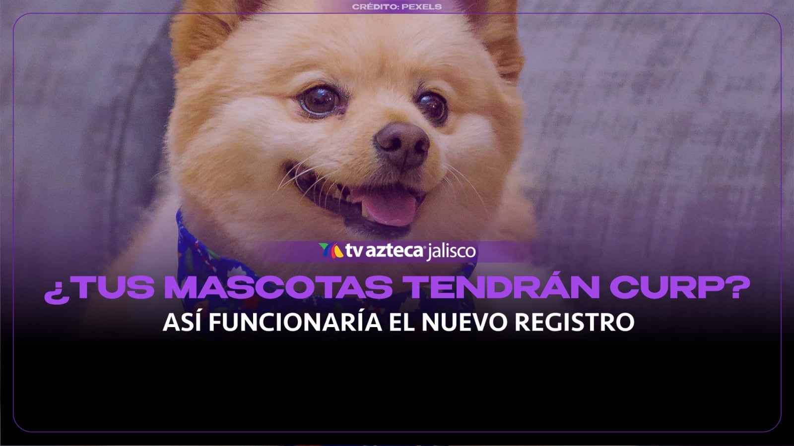 ¿Tu mascota tendrá CURP? Así buscan identificar a perros y gatos