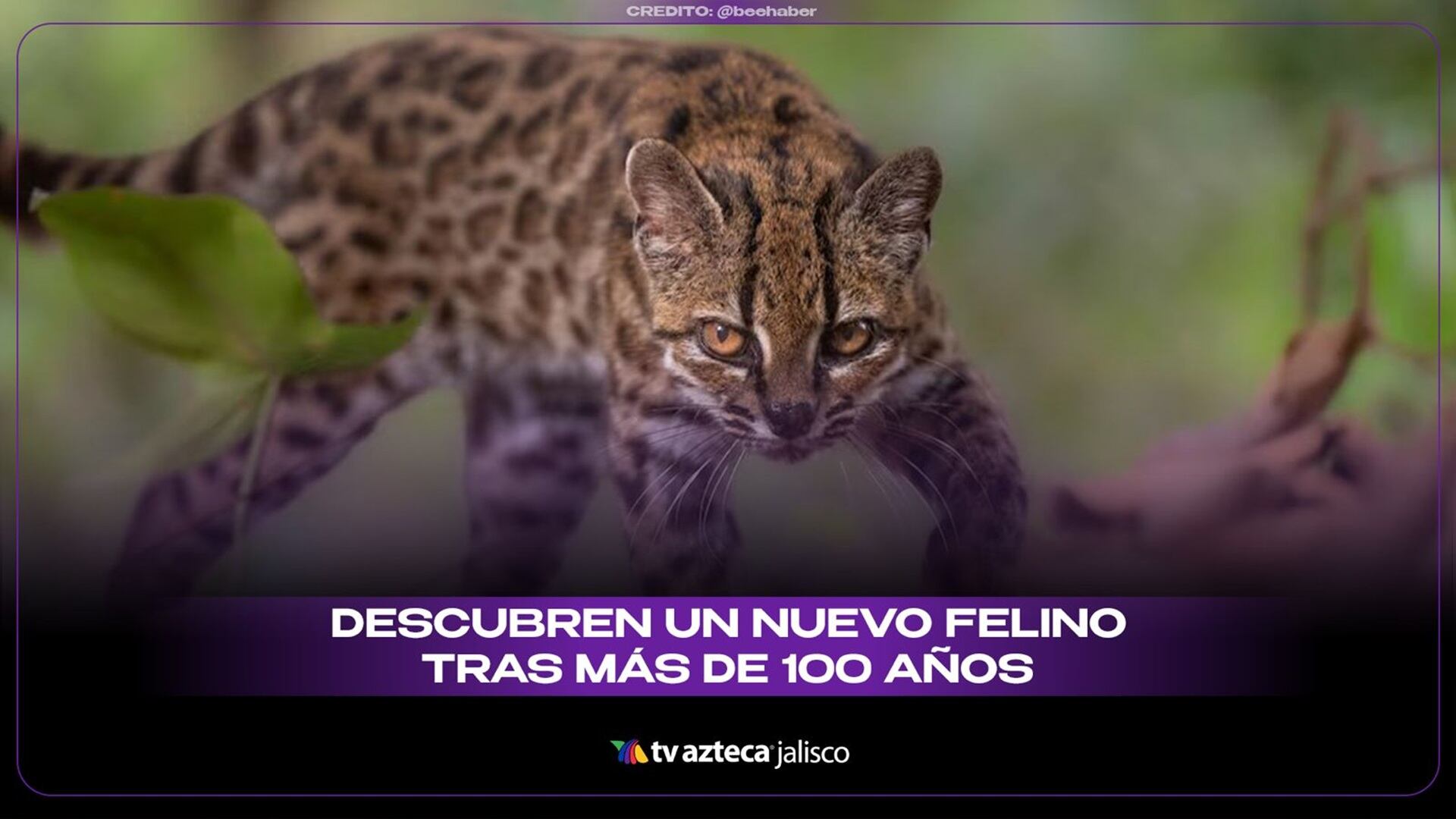 Descubren en Bolivia un nuevo felino: es más pequeño que un gato doméstico y estuvo oculto a la ciencia