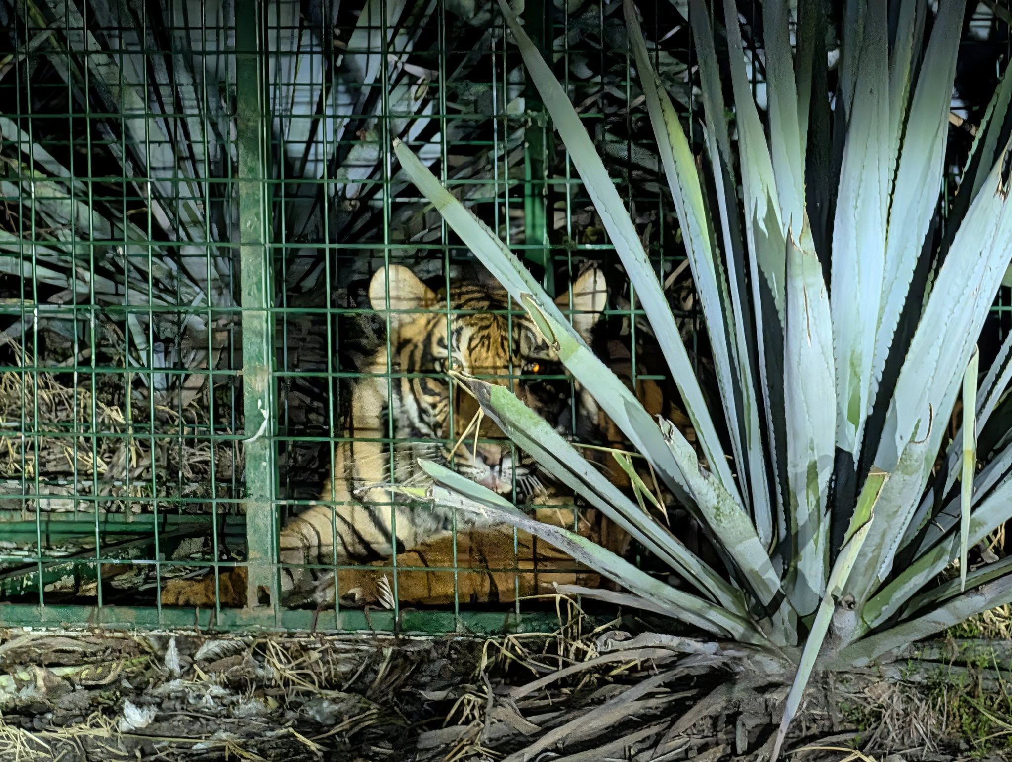 Así fue la captura del tigre que atemorizó a los habitantes de La Barca, Jalisco 