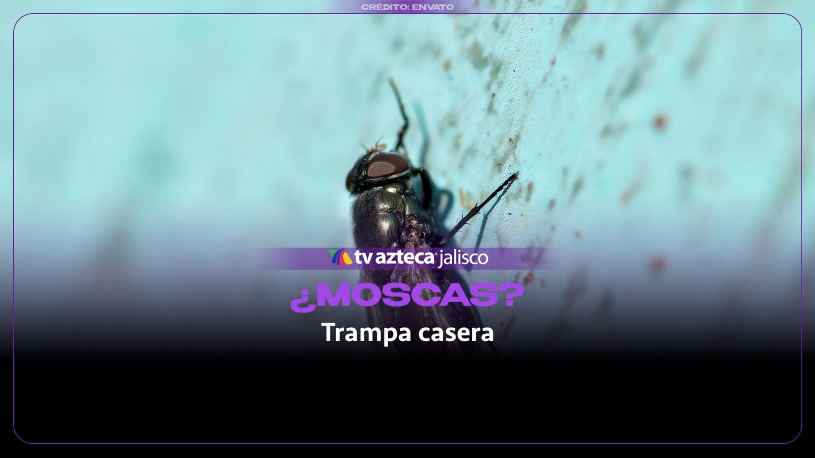¿Moscas pequeñas invaden tu casa? Prepara esta trampa casera con un ingrediente de cocina