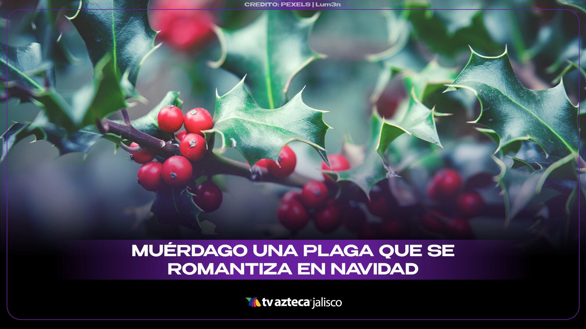7 PORTADA MUÉRDAGO UNA PLAGA QUE SE ROMANTIZA EN NAVIDAD.jpg
