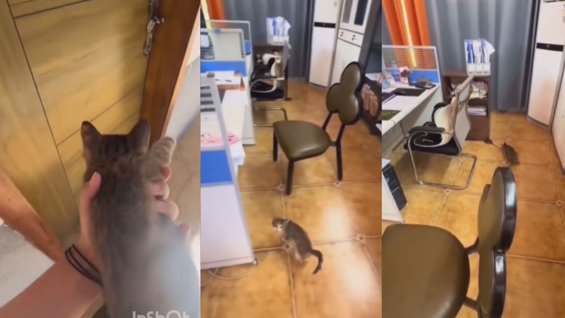 VIDEO Gran idea Mujer recluta a gato callejero para cazar a un rata