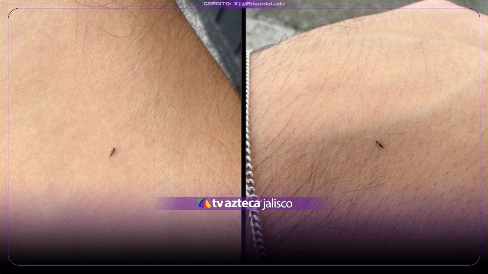 ¿Ya te tocó ver uno? Reportan plaga de los insectos ‘trips’ que pueden provocar dermatitis
