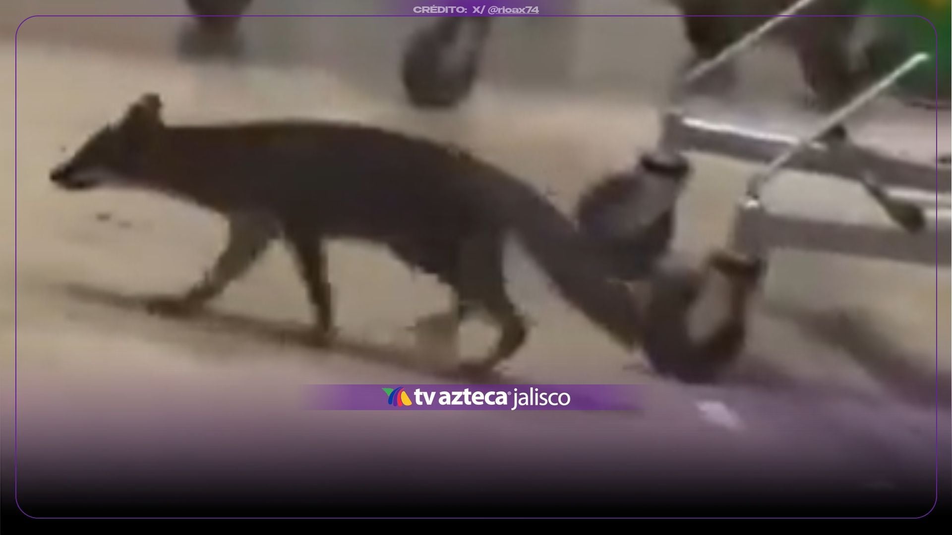 VIDEO: ¡Alerta en Cancún! Confirman rabia en zorra gris sacrificada en Cancún; buscan a personas que tuvieron contacto