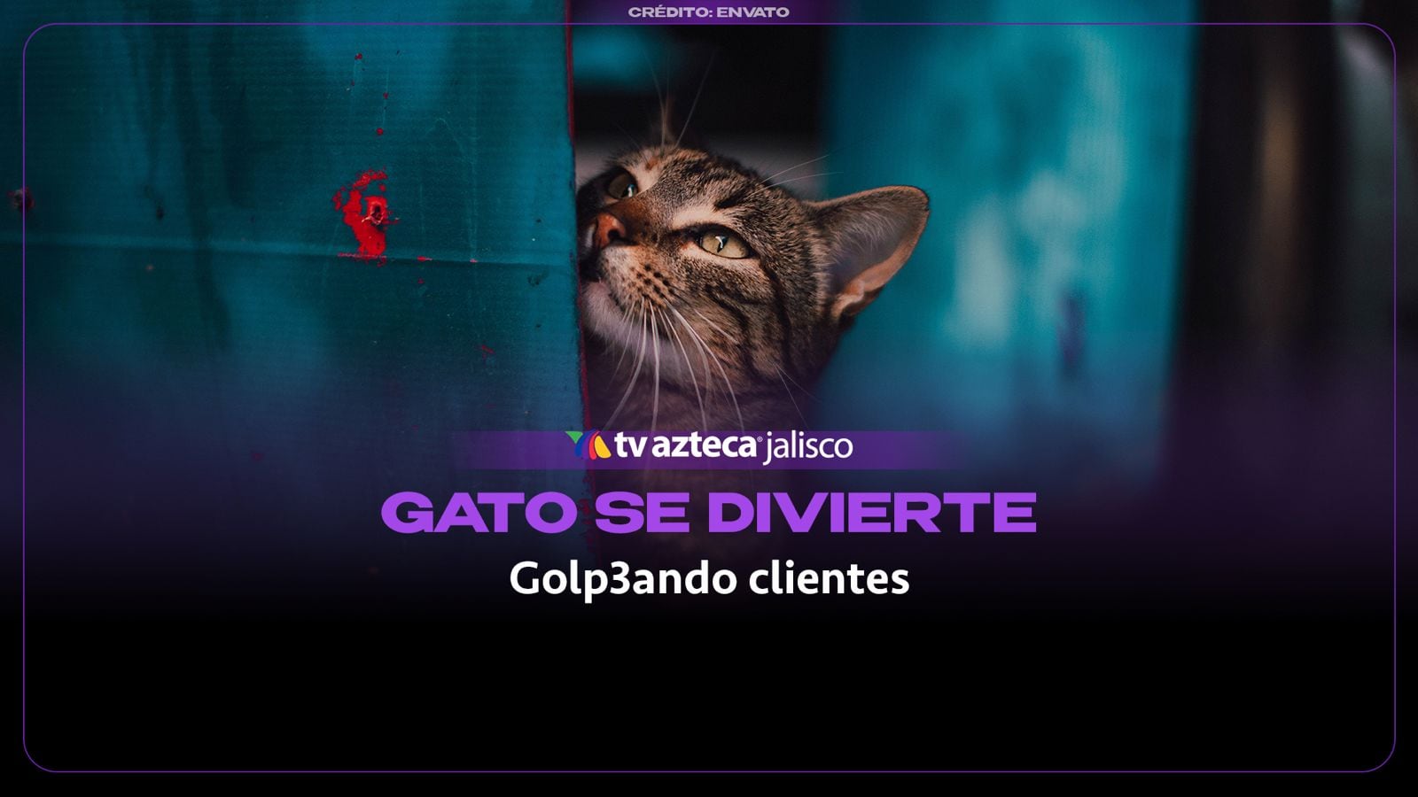 VIDEO | Captan divertido video un gato jugando en un mercado