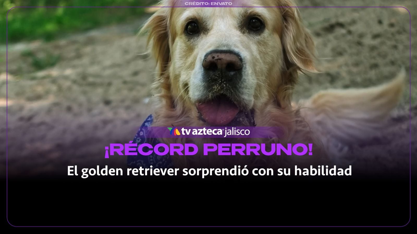 ¡Increíble! Este golden retriever sorprende al sostener seis pelotas en su hocico y rompe récord Guinness