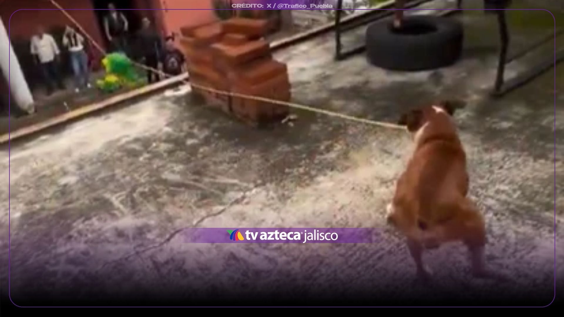 VIDEO: ¡El lomito se robó la fiesta! Perrito toma el control de la piñata y conquista las redes