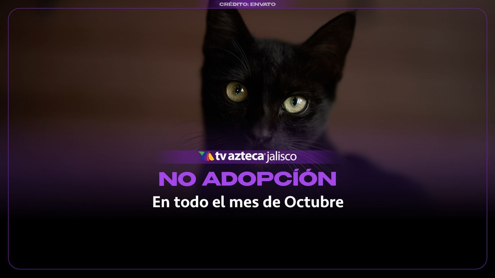 ¿Por qué no debes dar en adopción gatos negros en octubre?