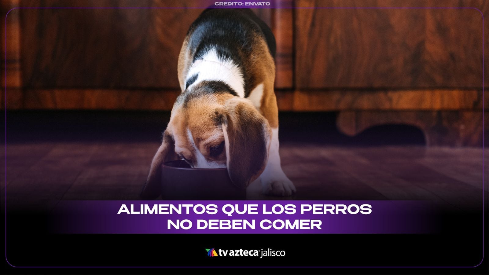 Alimentos que los perros no deberían comer