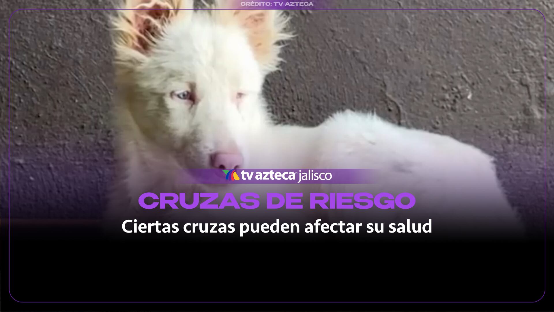 Perros merle: el riesgo de cruzarlos por su llamativo patrón de pelaje